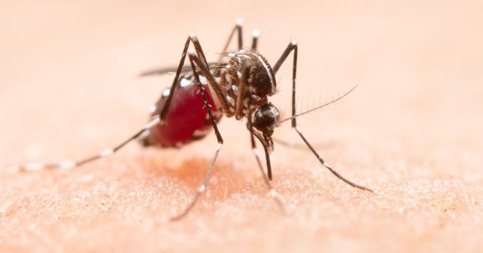 Understanding Dengue Fever and the Role of Homeopathy in Its Management